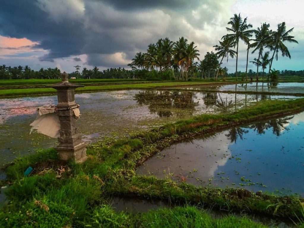 Bali, Ubud, Rice Field