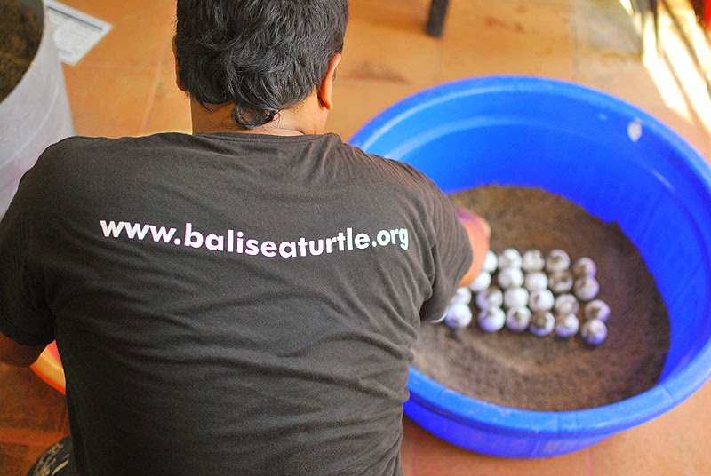 Bali Sea Turtle Society