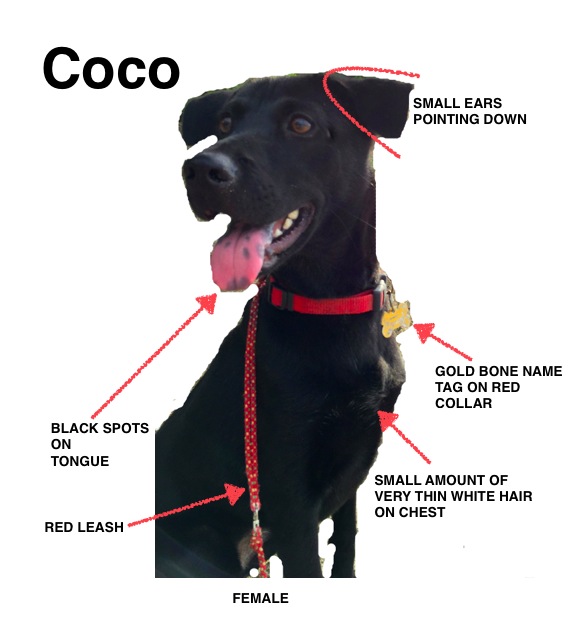 Coco's features