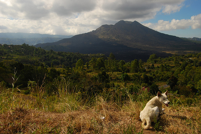 Dog looking at Mount Batu