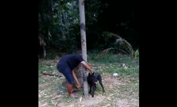 GRAPHIC video of dog getting brutally bashed and beat to