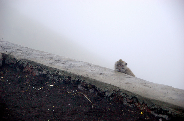 Monkey at Mount Batur