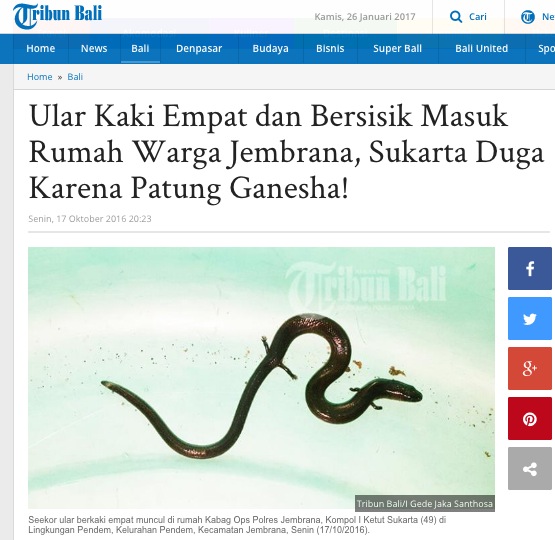 Skink in Bali news