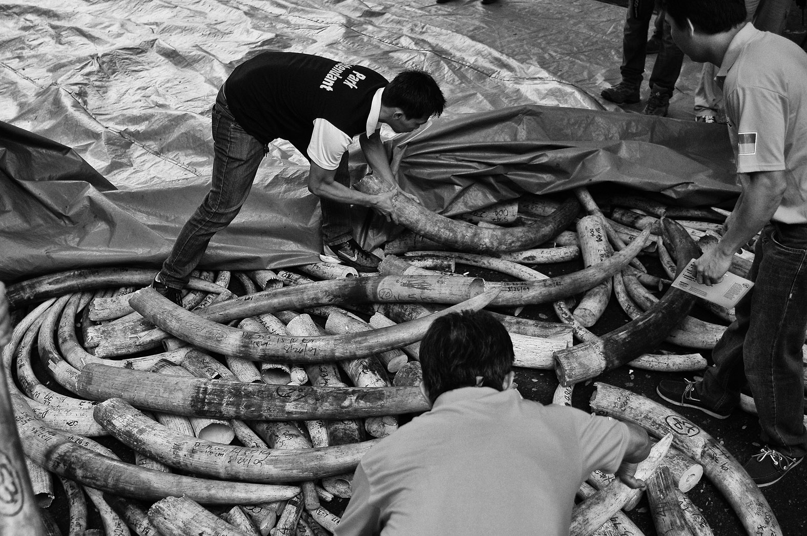 Illegal ivory in the Philippines