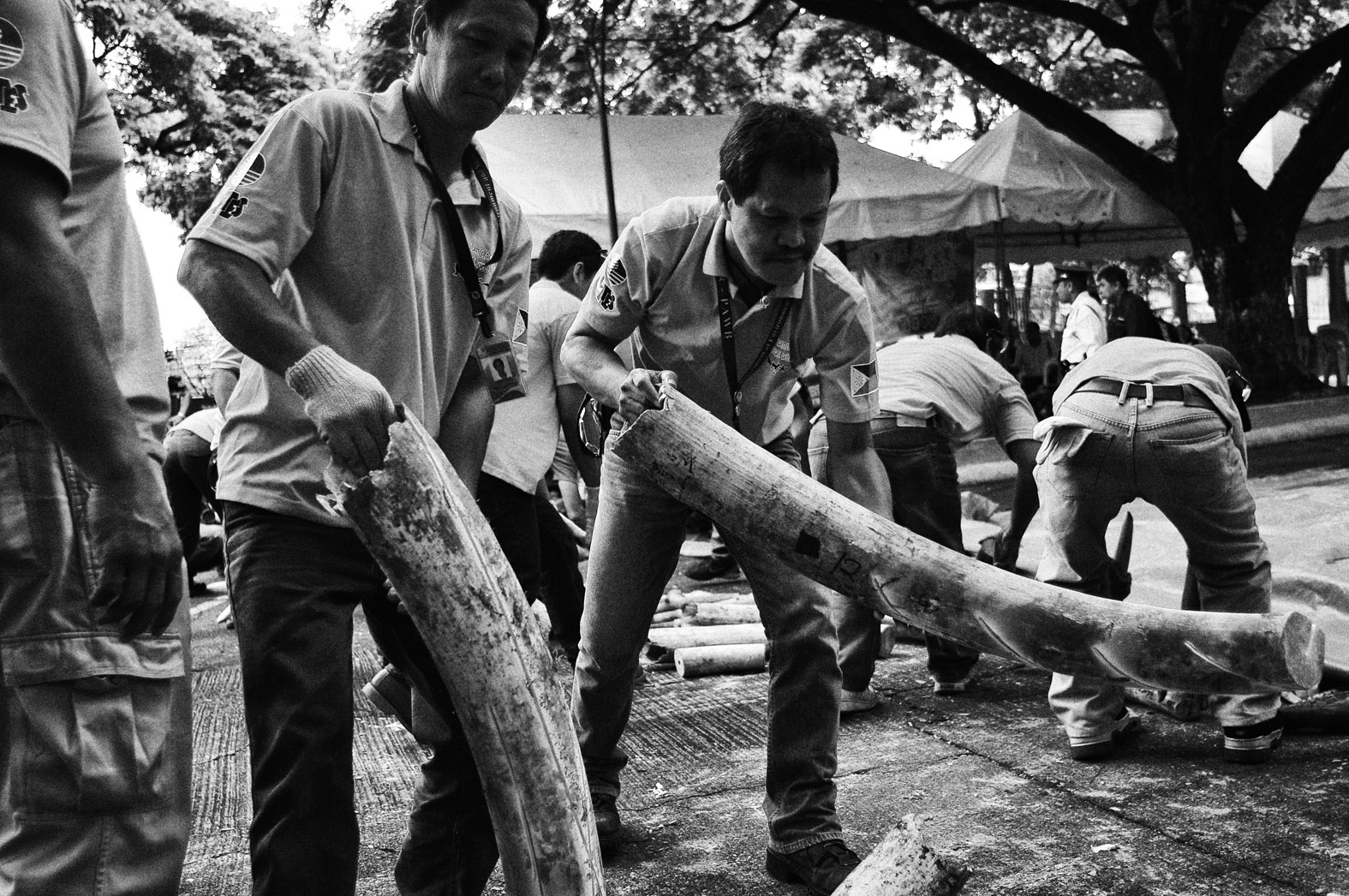 Illegal ivory in the Philippines