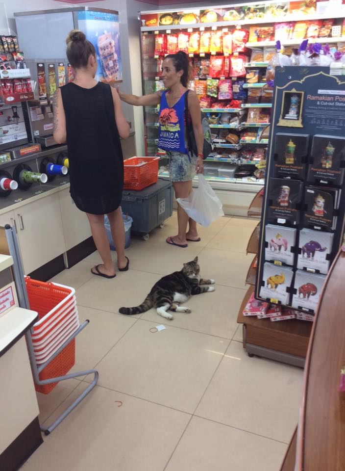 Does 7-11 Sell Cat Food? 