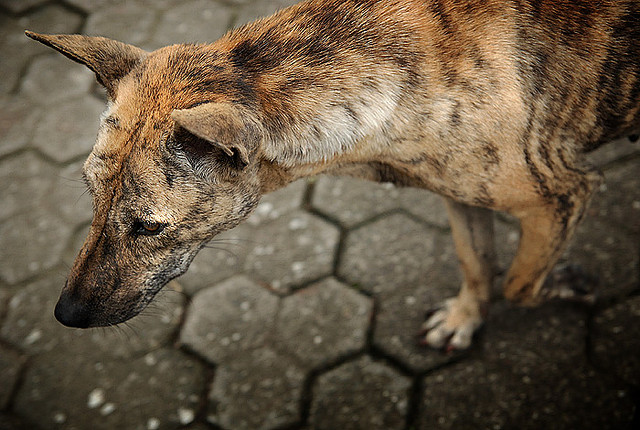 A 22-year-old Balinese man is believed to have died from rabies after he was bitten by a dog around three months ago in Klungkung regency. 