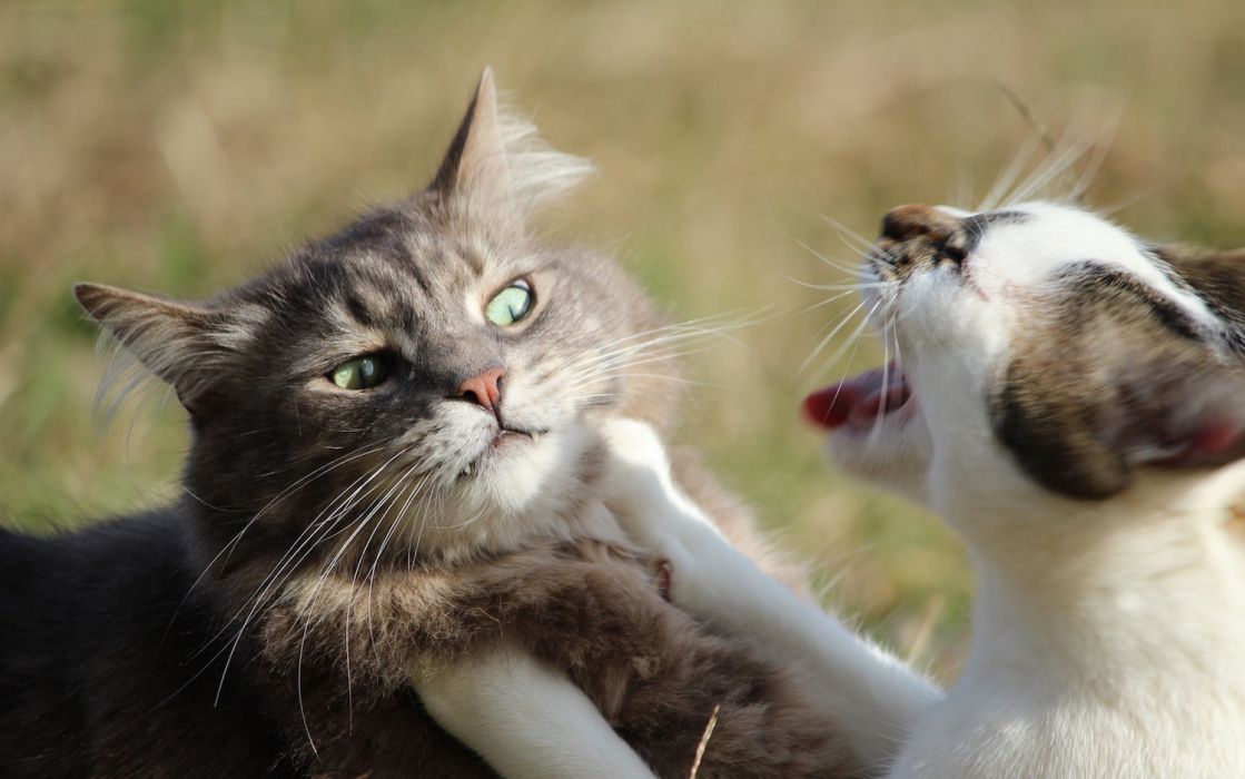 cats fighting meowing