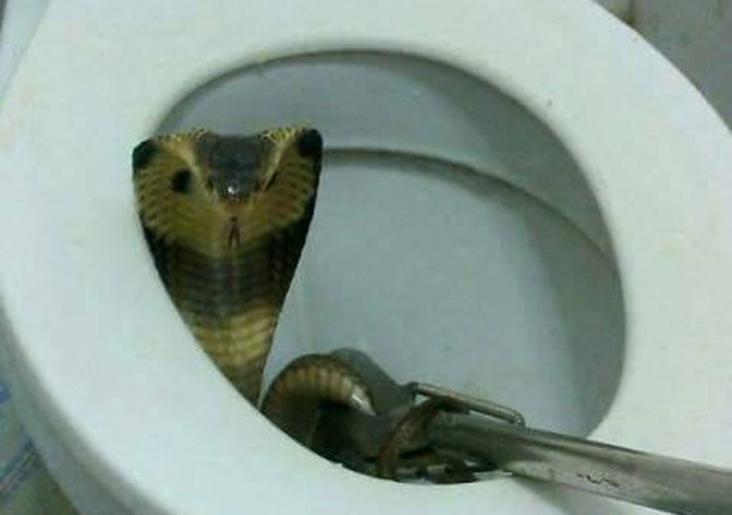 Generator loft Violin Cobra plays toilet peek-a-boo in Bangkok home