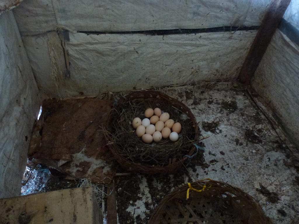 Eggs being incubated. Photo: Susan Tam/Coconuts KL