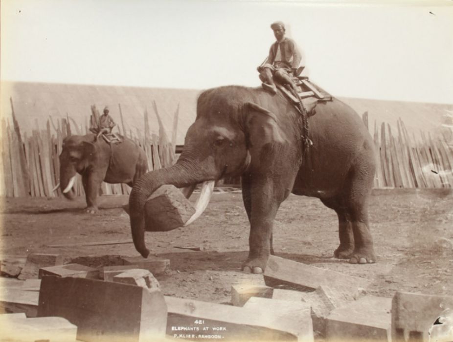 Elephant Company Author Says Partial Captivity Helped Save Myanmars Pachyderms -1872