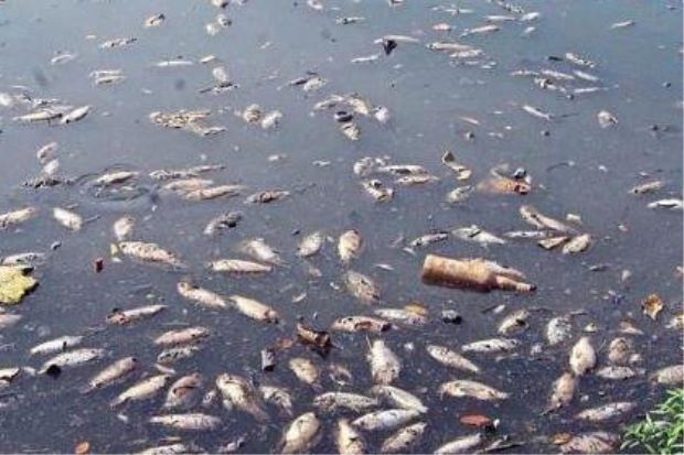 Pollution kills thousands of fish in Malacca river 