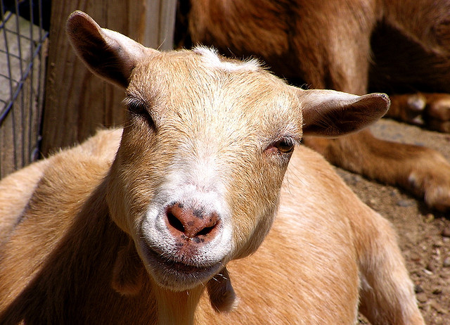 Goats are one of the main livestocks slaughtered for qurban during the Islamic holy day of Eid al-Adha.