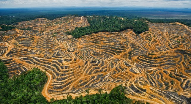 case study of deforestation in malaysia
