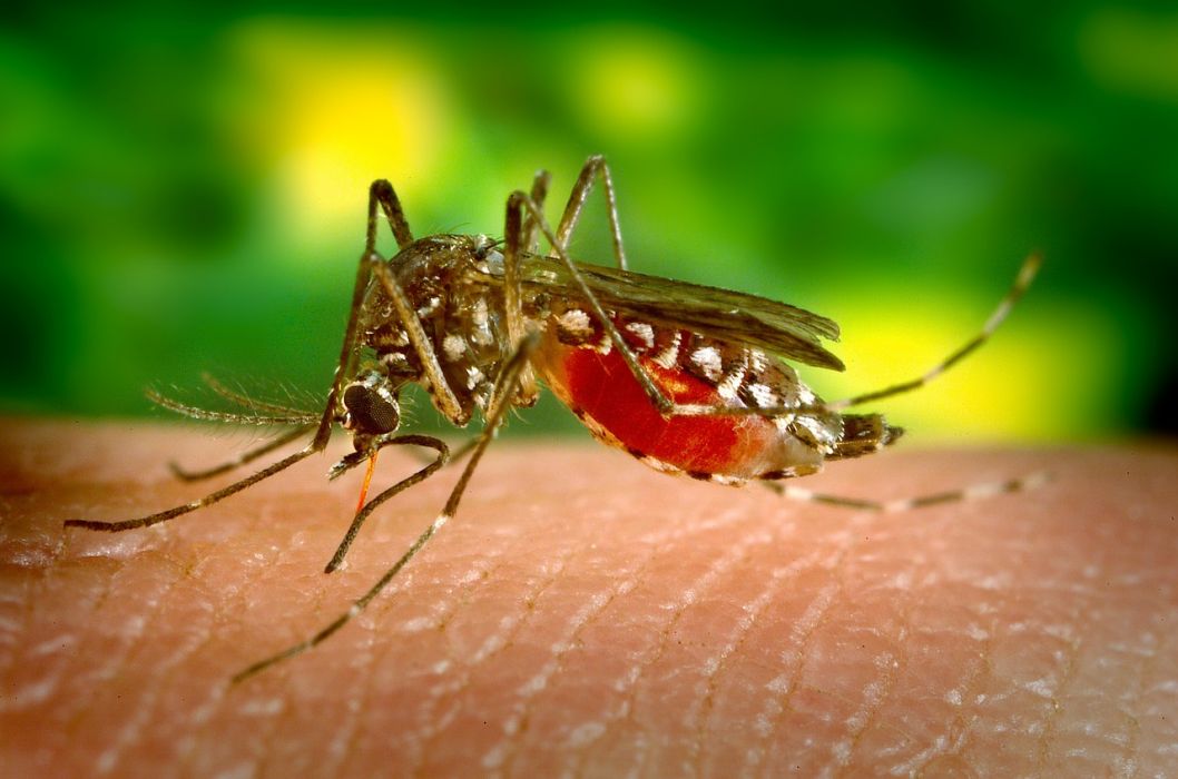 Now that the local dengue outbreak has been contained, we’ll probably have no reason to run this uncomfortable close up of a mosquito on someone’s skin. 