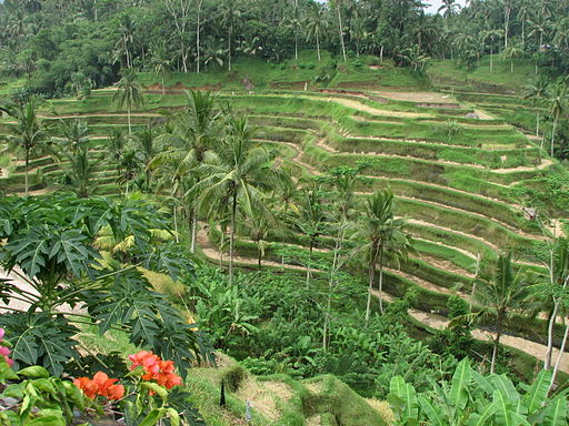 Rice terraces in Ubud. 