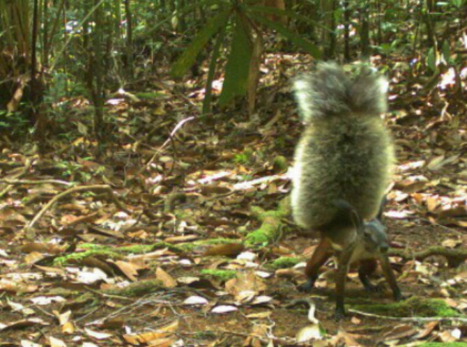 Dayak hunters tell terrifying tales about the fluffy-tailed “tufted ground squirrel.” Photo: Rona Dennis  