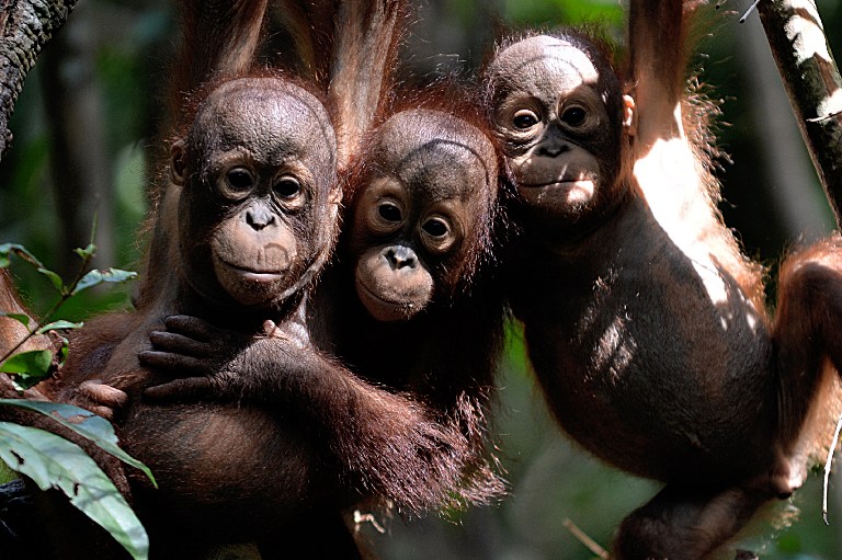 (FILES) This file picture taken on August 4, 2016 shows three orphaned orangutan babies at the International Animal Rescue centre outside the city of Ketapang in West Kalimantan. 
A critically endangered Bornean orangutan has been shot dead, hacked to pieces and eaten by workers after straying onto an Indonesian palm oil plantation, police and activists said on February 16, 2017. / AFP PHOTO / Bay ISMOYO
