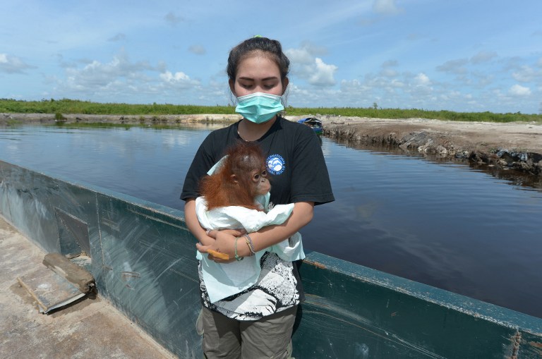 This picture taken in Kendawangan, West Kalimantan on Borneo island on February 14, 2017 shows Devi Sumantri holding Vena, a seven-month-old baby orangutan, during a rescue operation by the International Animal Rescue and Indonesian Nature Resources Conservation Agency (BKSDA) at the Air Hitam Besar village.
Villagers on the Indonesian part of jungle-clad Borneo island often keep the critically endangered apes as pets even though the practice is illegal. / AFP PHOTO / ADEK BERRY