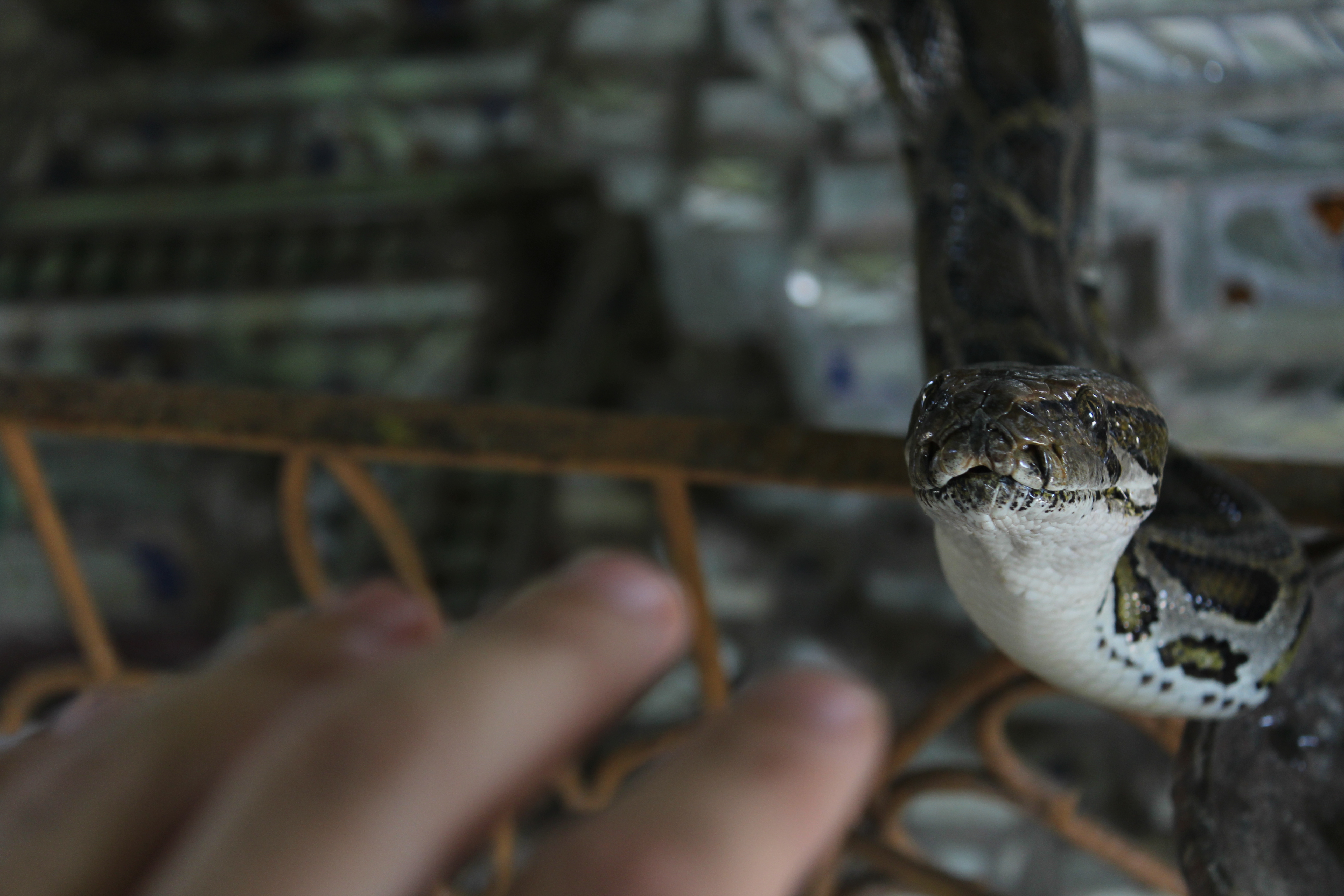 I like touching snakes. Photo: Jacob Goldberg