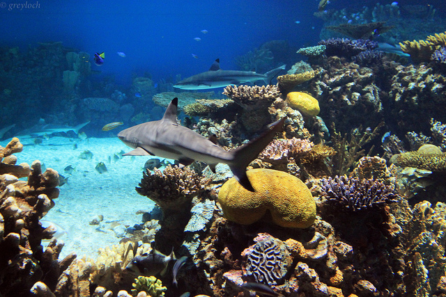 Black tipped reef shark. Photo: Flickr