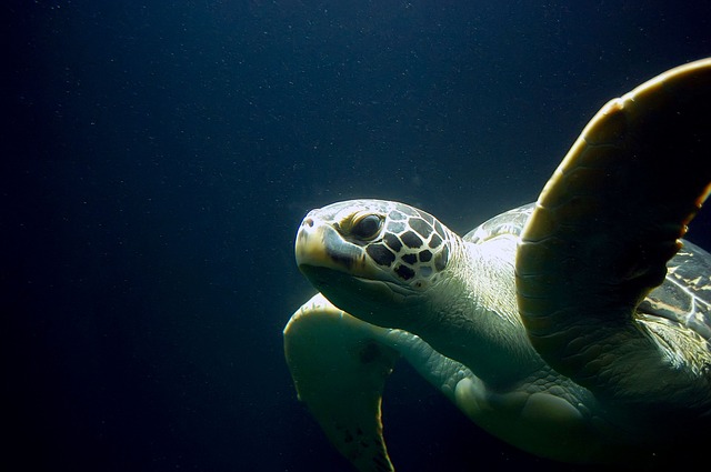 File photo of a sea turtle. Photo: Maxpixel