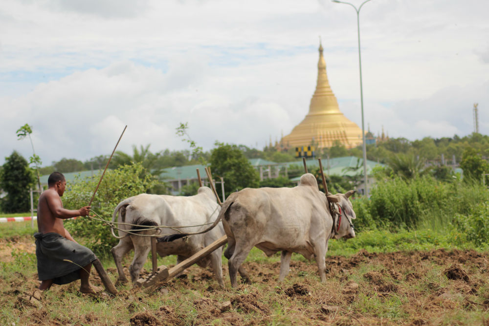 A Myanmar farmer. Photo: Myanmar Now
