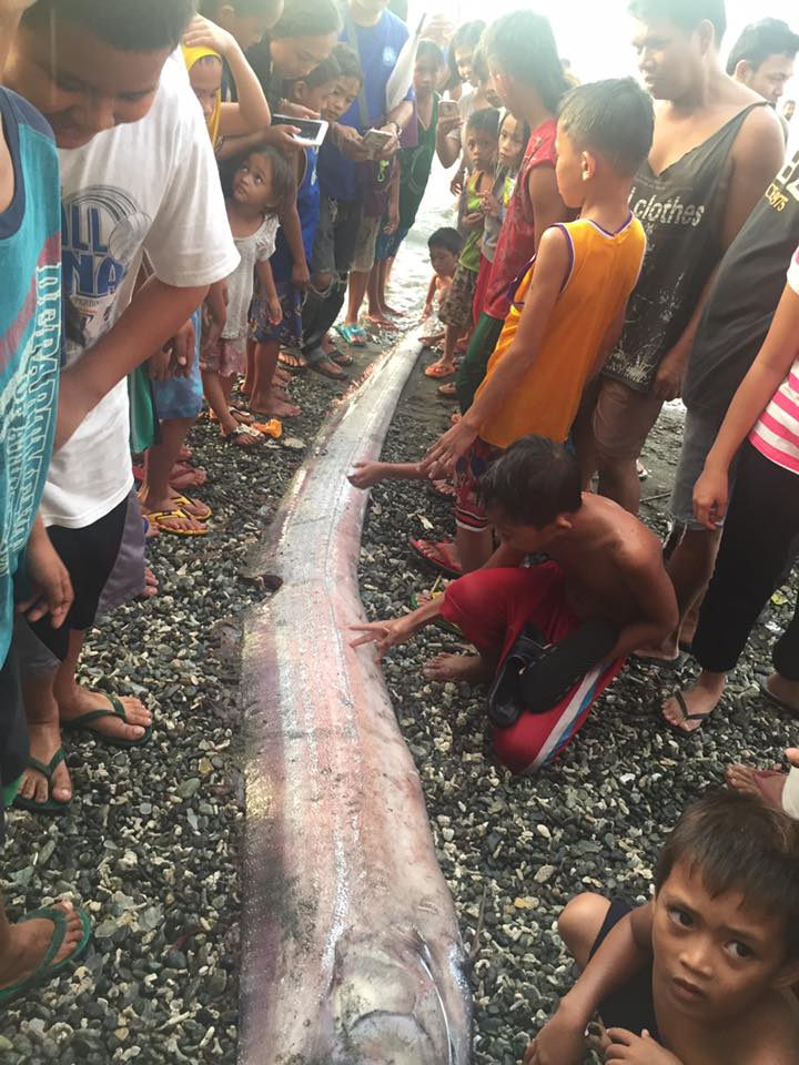 Another oarfish washed ashore in Mindanao. PHOTO: Facebook/Jude Cyril Roque Viernes