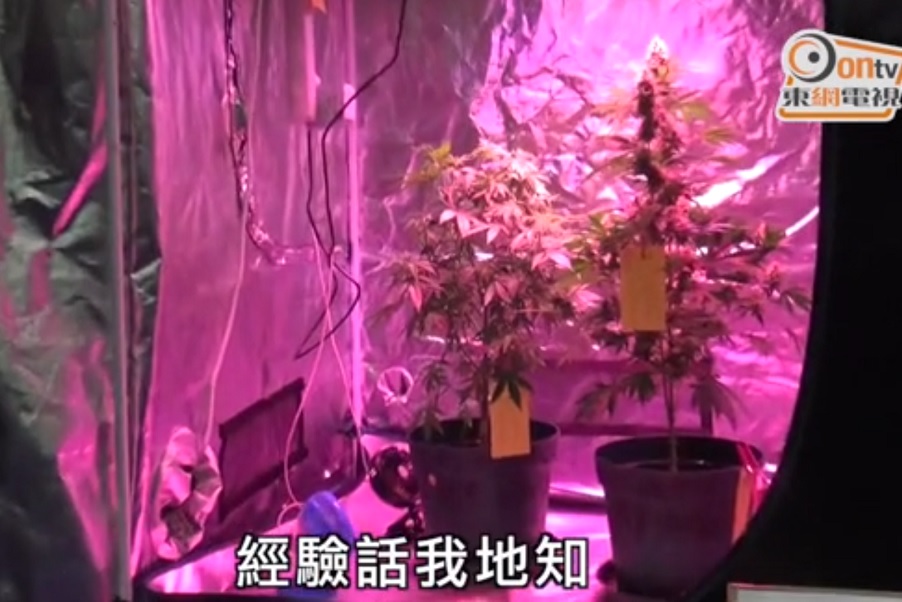 Some of the mature marijuana plants found inside the mobile farms. Screenshot: Oriental Daily