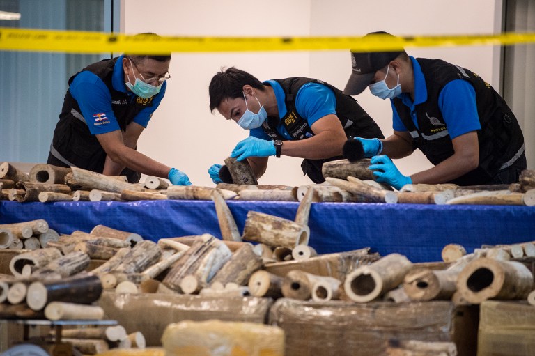 Thai customs and forensic officials inspect pieces of ivory after the haul was shown to the press at the airport in Bangkok on March 7, 2017. Photo: Roberto Schmidt/ AFP