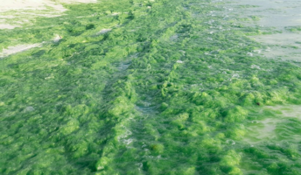 Slimy, green waters. PHOTO: Twitter/ Chino Gaston