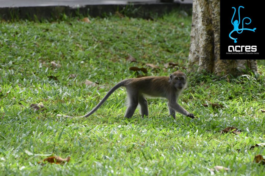 singapore macaque