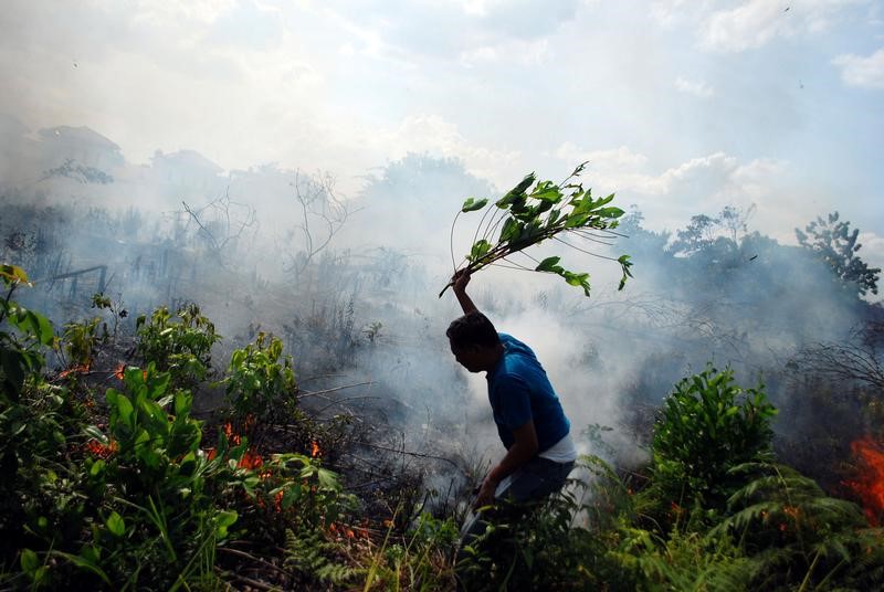 A resident tries to put out a bush fire with a tree branch in Pekanbaru, Riau, Sumatra island, Indonesia August 23, 2016  in this photo taken by Antara Foto. Picture taken August 23, 2016.   Antara Foto/Rony Muharrman/ via REUTERS