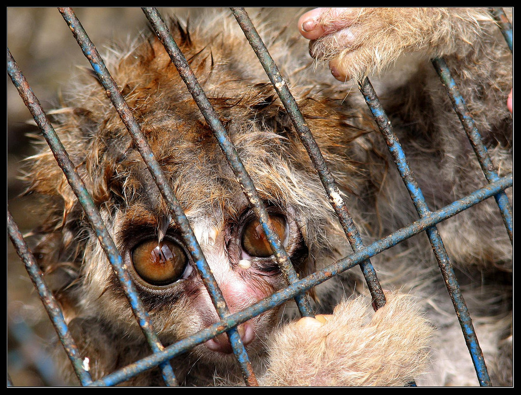 Photo of a slow loris for sale at a market in Sumatra for illustration purposes only. Photo: Michael Whitehead/Flickr