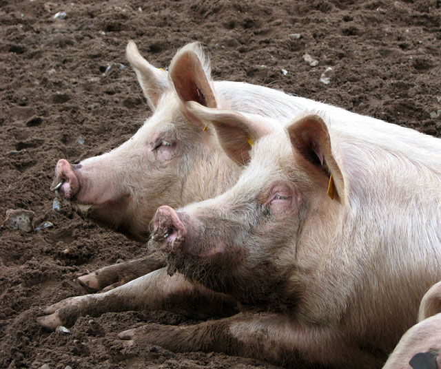 File photo of pigs. Photo: Wikimedia Commons
