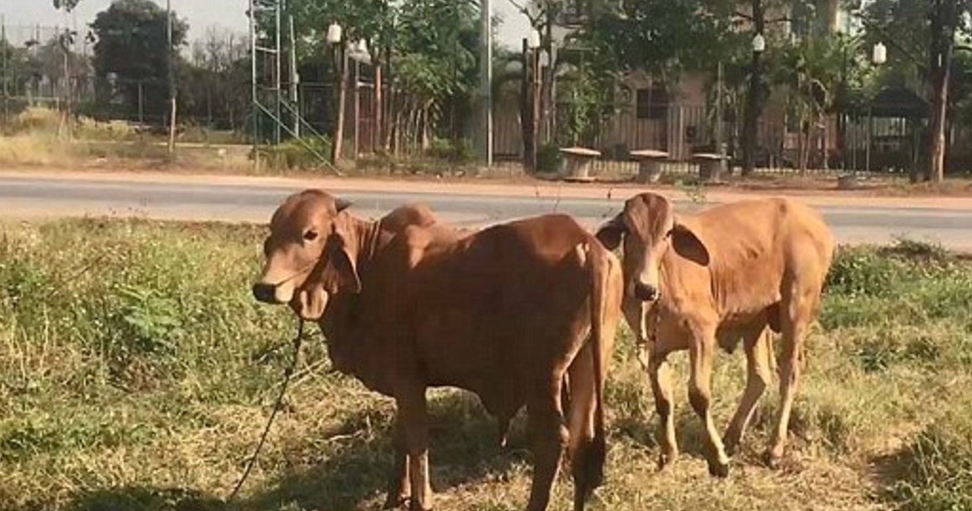Thai man has sex with cow