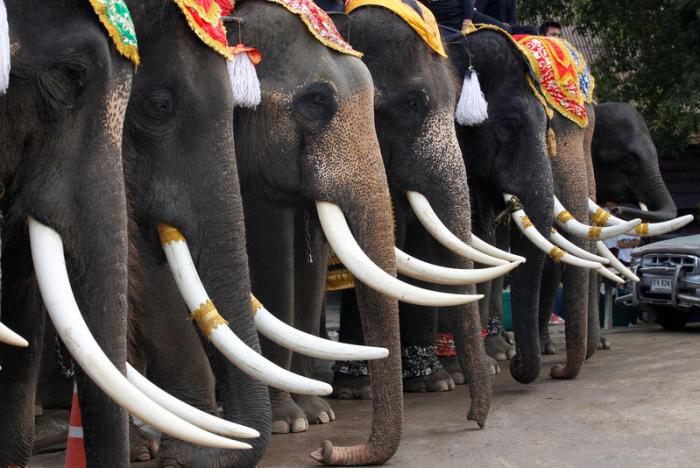 Thailand honors elephants in national day of celebration (PHOTOS) | Coconuts
