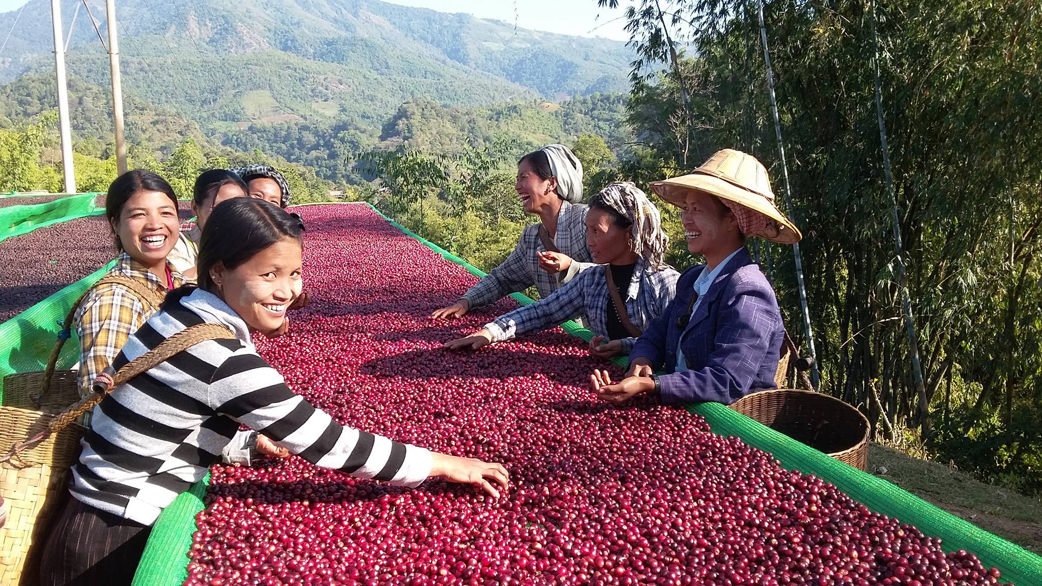 Myanmar coffee growers. Photo: Myanmar Coffee Association