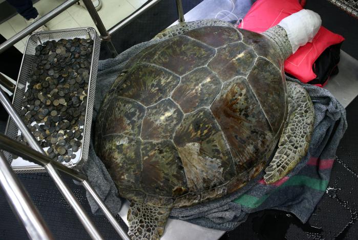 Omsin, a 25-year-old female turtle, rests next to a tray of coins that were removed from her stomach after a surgical operation at the Faculty of Veterinary Science, Chulalongkorn University in Bangkok, Thailand, March 6, 2017. 