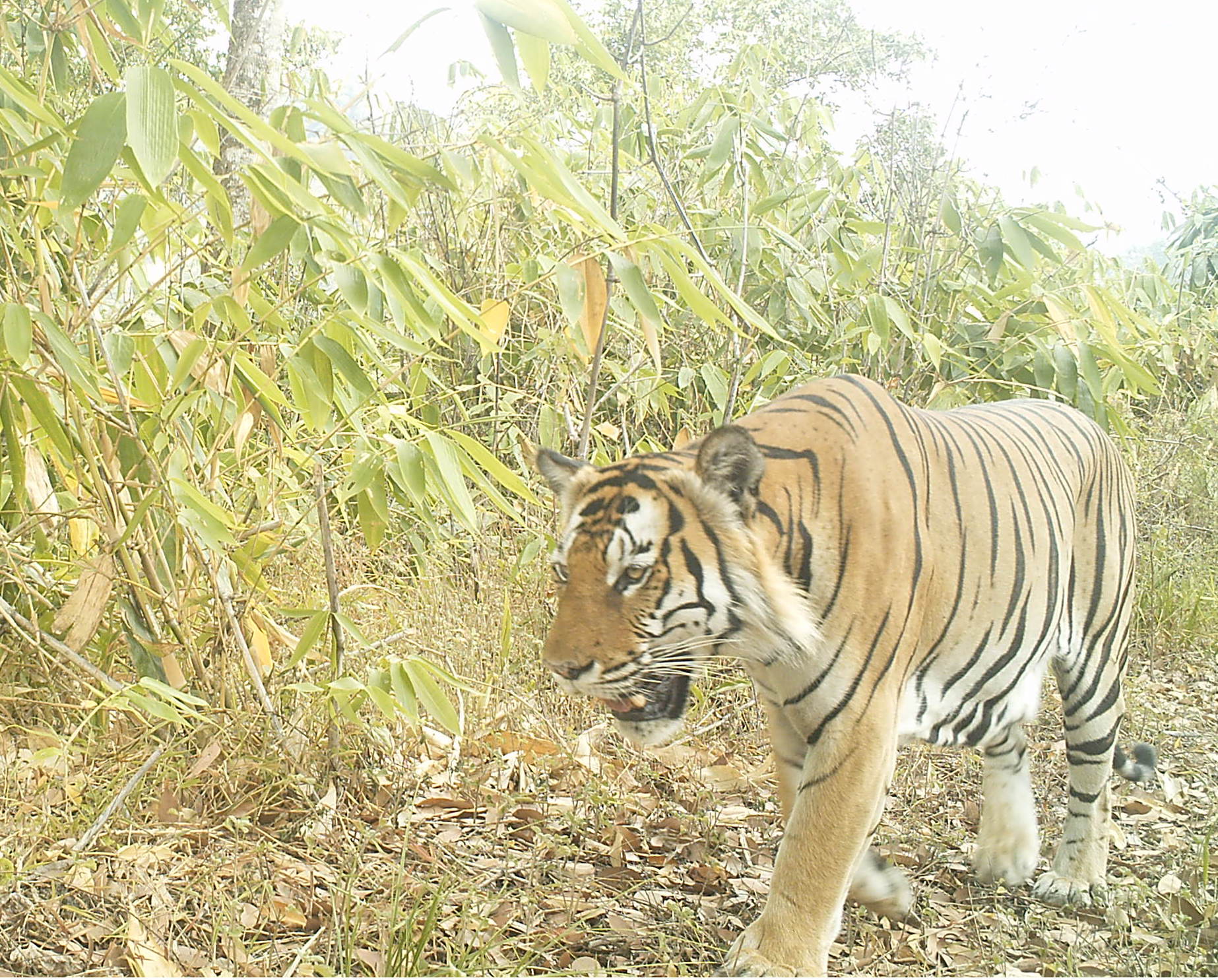 Camera trap photo of a tiger in northern Kayin State. Photo: KWCI