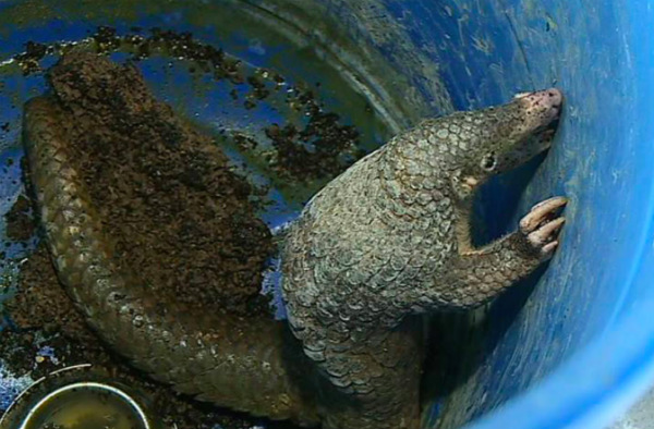 Pangolins are the most trafficked animals in the world. PHOTO: ABS-CBN News