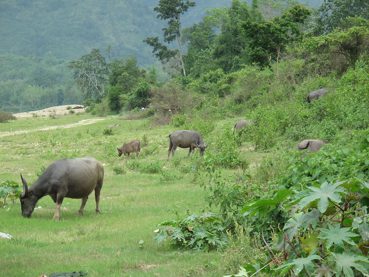 Wildlife in Tang Hpre village, near the Myitsone Dam project area, in 2011. Photo: Flickr / Rebecca W