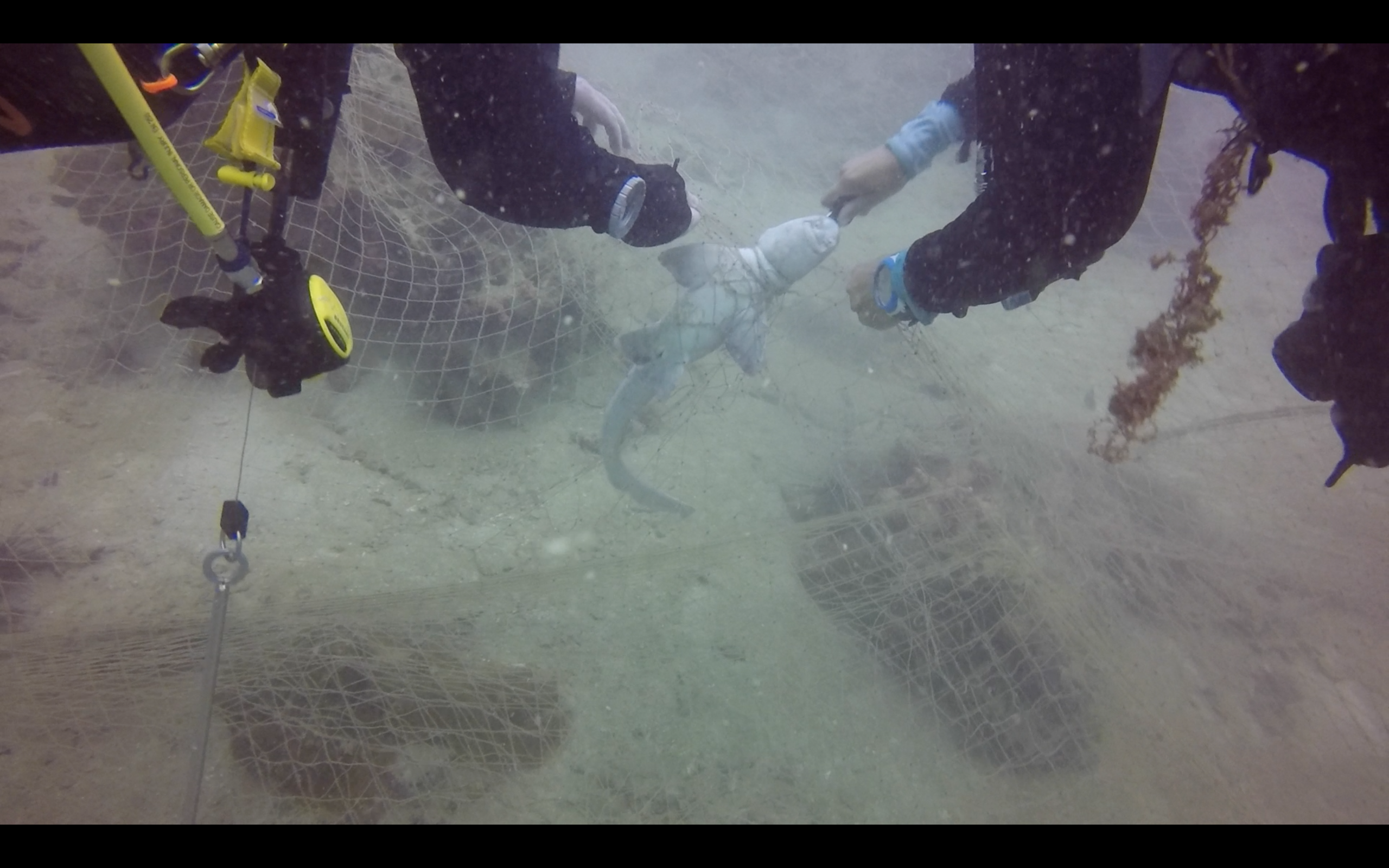 A group of divers is saving Myanmar's marine wildlife from deadly ghost nets