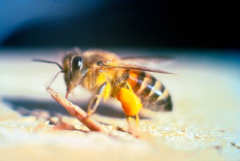 Killer bee in Florida. PHOTO:Creative Commons
