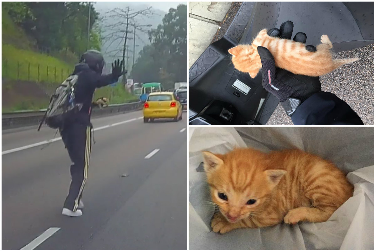 The daring rescue (L) and the tiny kitten Kwok saved. Photos: So Wai-ming, Kevin Kwok
