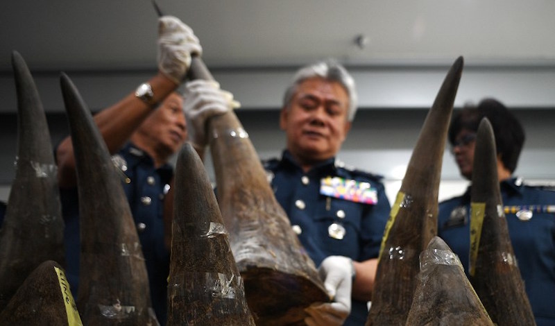 Malaysian Airports Customs Director Hamzah Sundang (C) displays seized rhino horns during a press conference at the Customs Complex in Sepang on April 10, 2017. 
Enforcement officials in Malaysia have seized 18 rhino horns, weighing 51.4kg and worth 3.1 million USD which were imported from Mozambique, a senior customs official said. Photo: Manan Vatsyayana/AFP
