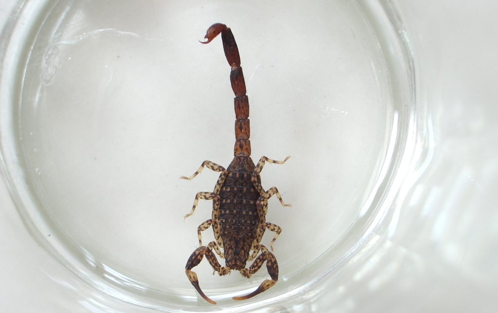scorpion in cup