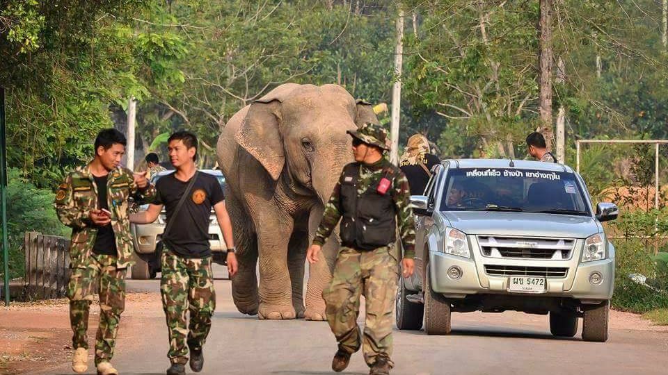 Kaew was escorted back to  his home at Khao Khitchakut National Park, April 7, 2017. Photo: Department of National Park Wildlife and Plant Conservation/ Facebook
