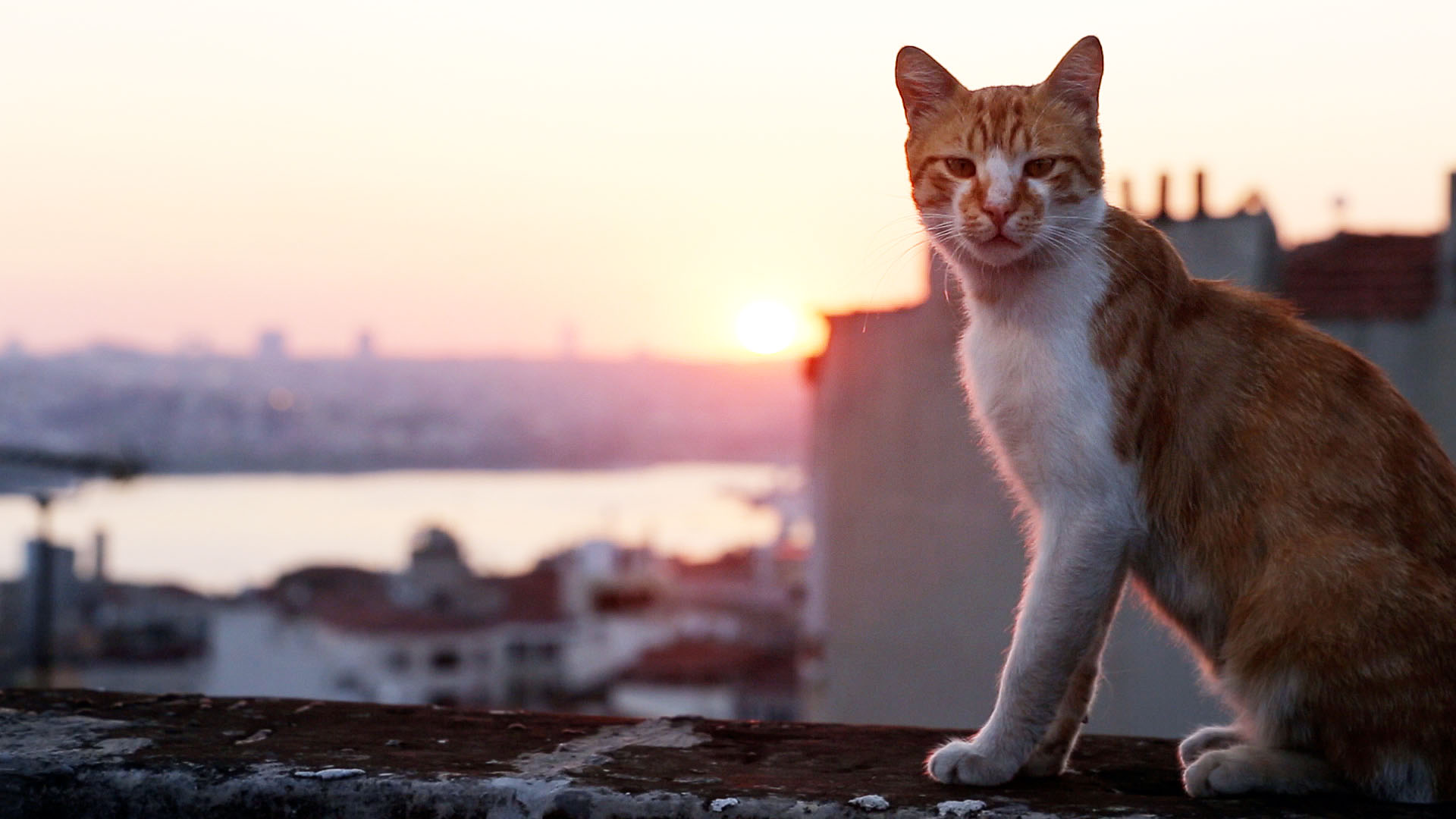 Cat photo contest commemorates Bangkok screening of ‘Kedi’ Turkish cat