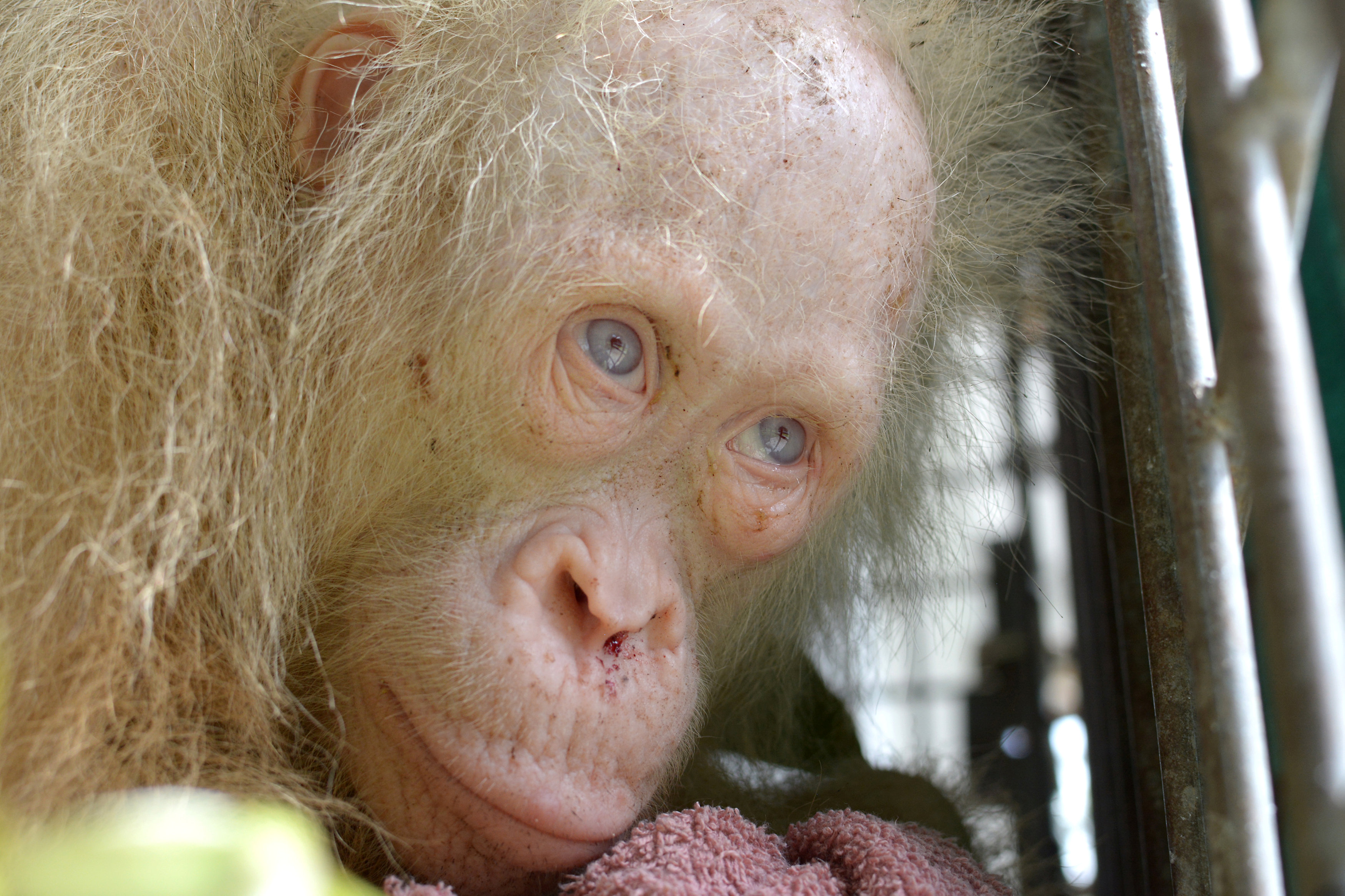 A rare 5 year-old female albino orangutan is seen after it was rescued from captivity by authorities in Kapuas Hulu district, Central Kalimantan province, Indonesia April 29, 2017 in this photo released by the wildlife conservation group Borneo Orangutan Survival Foundation (BOSF) . Picture taken April 29, 2017.   BOSF/Indrayana via REUTERS